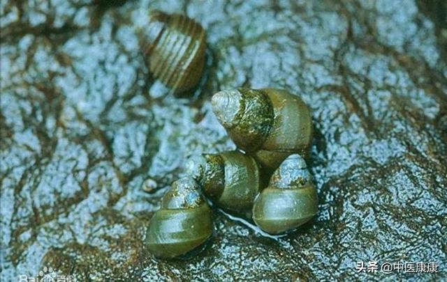 瓦楞子是什么东西，煅瓦楞子的副作用和毒性（来源于食物的中药材）
