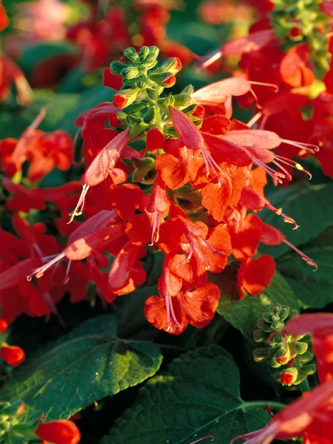 蓝花鼠尾草有几个品种，蓝花鼠尾草有几个品种图片（18种漂亮的鼠尾草）