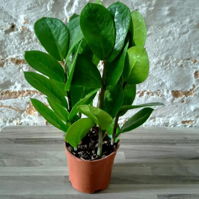 杜鹃花有毒吗，十种招鬼的花（建议别被美丽蒙蔽了）