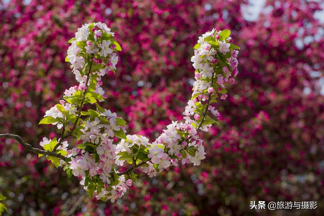 海棠花古诗美图38首