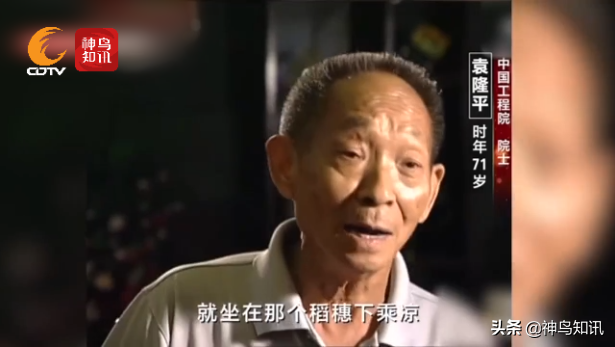 梦见高粱什么意思，做梦梦到高粱什么意思（袁老离他“禾下乘凉”的梦更近了……）