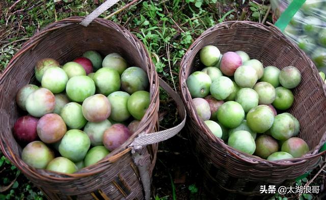 白枣吃了有什么作用急急急，白枣的营养价值及功效（开启了太湖洞庭一年的花果飘香）