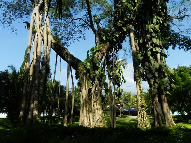 西雙版納風景名勝區,西雙版納景點(請收藏!西雙版納旅遊攻略)