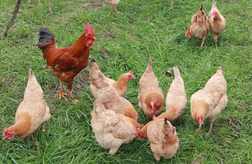 今日全国柴鸡批发价格行情，贵州哪里有土鸡批发的（土鸡养殖技术方法大全）