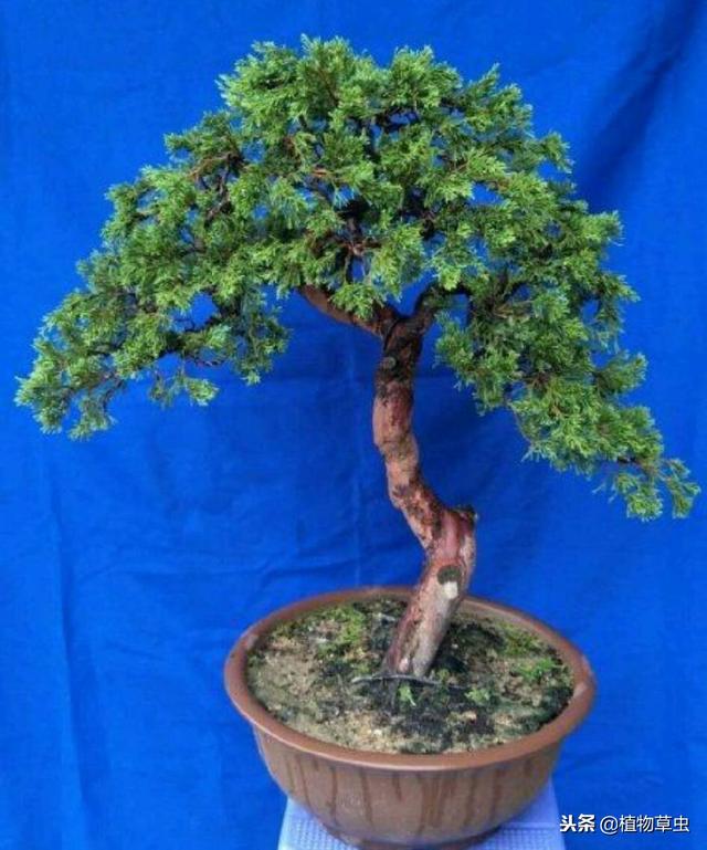 墓地绿化树苗有哪几种,松柏树能治疗白头发吗(养了十五年的真柏树盆景