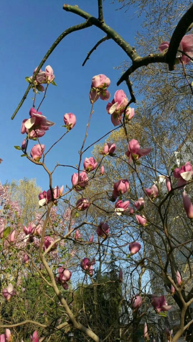 关于桃花最出名的诗句，关于桃花最出名的诗句有哪些（86句关于桃花的唯美诗句）