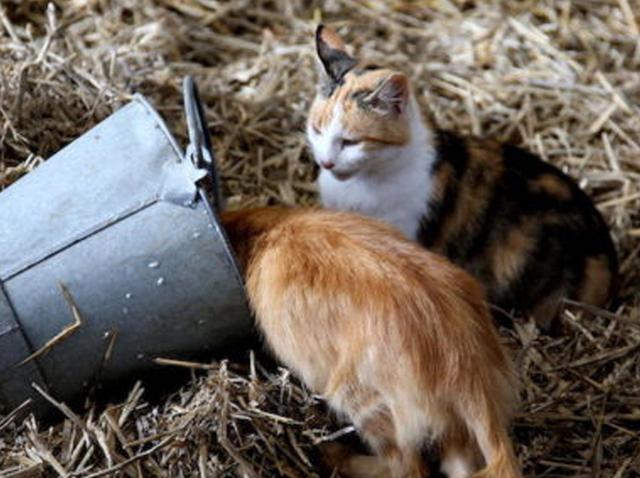 猫可以喝椰奶吗，椰子无糖酸奶猫能吃吗（你应该知道猫和牛奶的这些历史）
