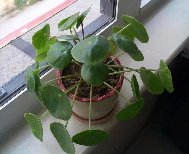 镜面草的养殖方法，镜面草的养殖（一种耐阴又好养的室内植物）