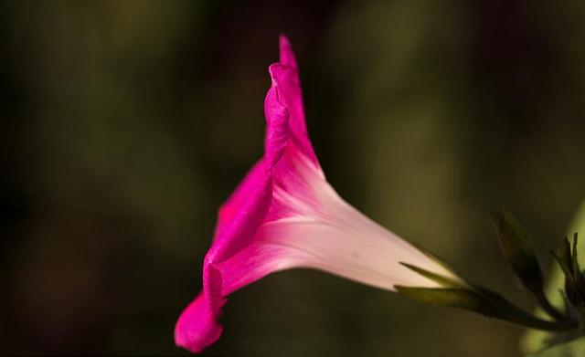 日本的花和花语，日本兰花花语（200种花卉的花语汇总）