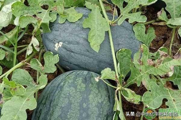 黑美人西瓜种植技术，黑美人西瓜种植技术与管理法（黑美人西瓜怎么种植高产）