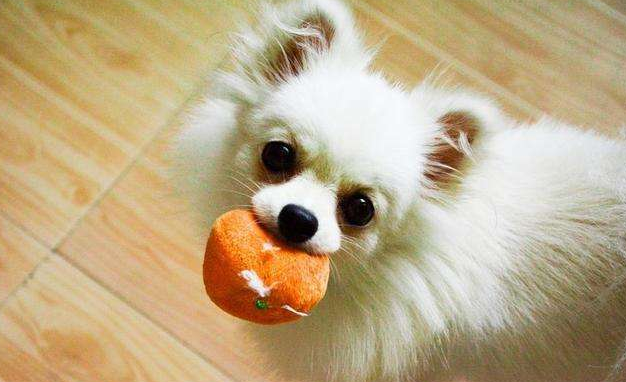 博美狗长什么样，博美犬长啥样（有着这“5大缺点”）