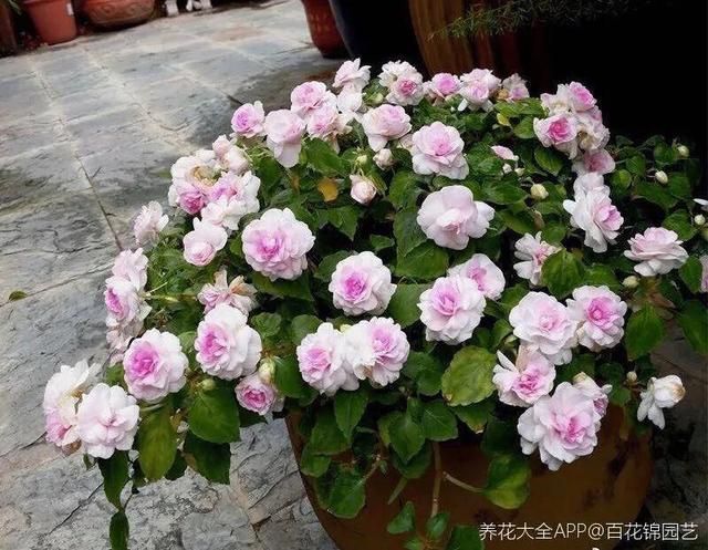 鸟尾花的繁育管理，鸟尾花 花期（30种耐阴花）