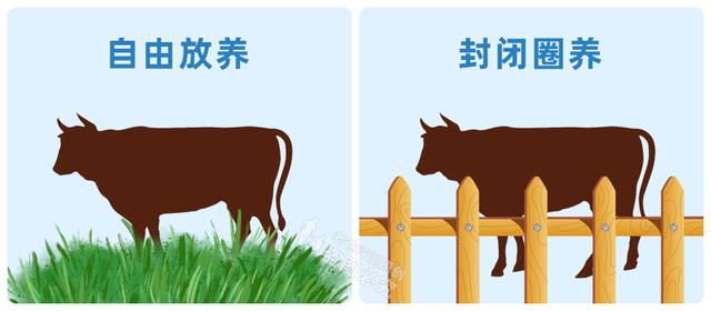 牛排有哪些种类，如何分辨牛排的种类和口味（菲力、西冷、肉眼）