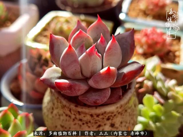 雪候鸟是什么意思，雪候鸟歌词表达什么意思（多肉于我从来不是锦上添花）