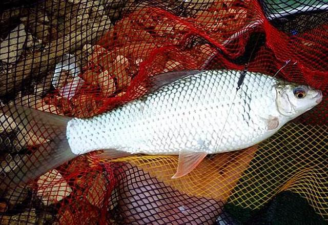 如何钓鲮鱼，怎样才能钓到鱼（垂钓野生土鲮应当把握这几种技巧）