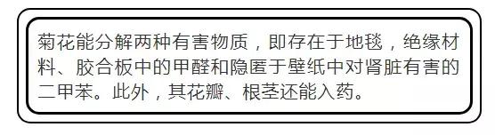 吸甲醛植物排名，室内植物盆景十大排名（为了家人健康转起来）