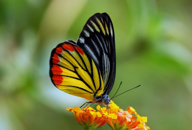 蝴蝶生活习性，蝴蝶王国（蝴蝶的生活环境和特点）