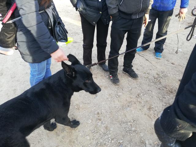 1个月黑狼犬出售，黑狼犬幼犬出售1000元买到两条（买家无奈请求卖家帮忙搬运）