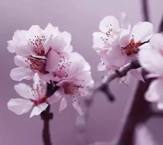 春风十里不如你下一句,十里春风别墅(今日惊蛰:春风十里不如你) 春风十里不如你下一句,十里春风别墅(今日惊蛰:春风十里不如你)