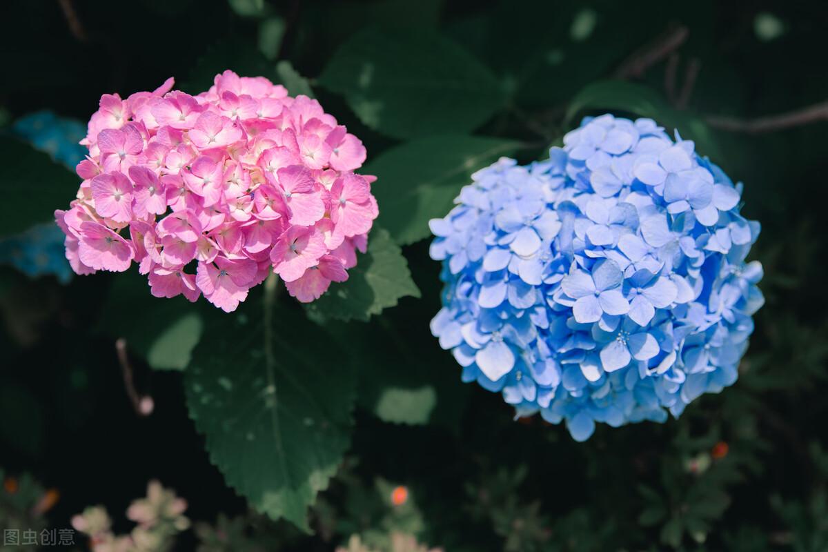 什么是团状花材(常用团状花材的属性及花语) - 彝家农业网