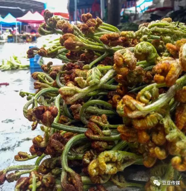 湖南蕨菜炒腊肉，舌尖上的汝城 ， 蕨菜炒腊肉