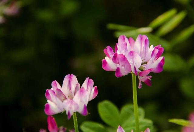 草籽的拼音怎么写,草籽的拼音(中药材红花菜 紫云英>)