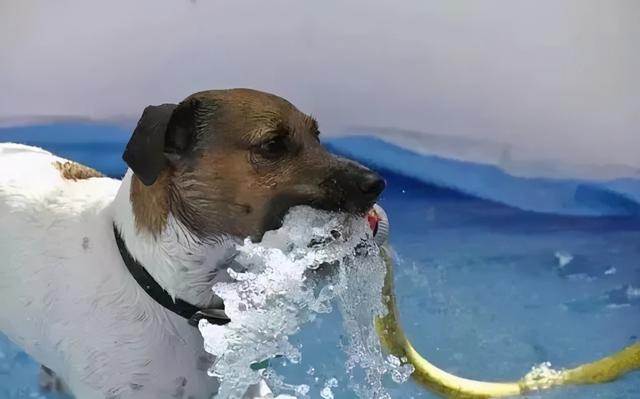 请问医生 狗狗的正常体温是多少,请问医生老是出汗是