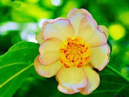 夏腊梅，美国夏腊梅，这种国家珍稀花正是结果期（美国夏腊梅什么价格）