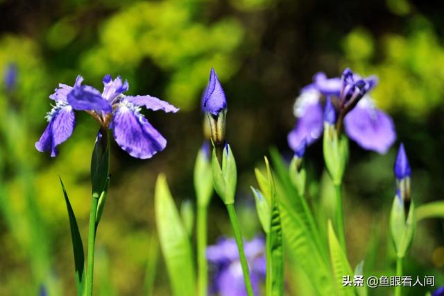 蓝色鸢尾花的花语，蓝色鸢尾花花语（蓝紫色精灵鸢尾花）