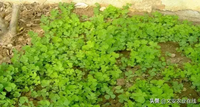 野荞麦根和乌鸡蛋煮，野荞麦根和乌鸡蛋煮水的功效（农业科普：53种野菜）