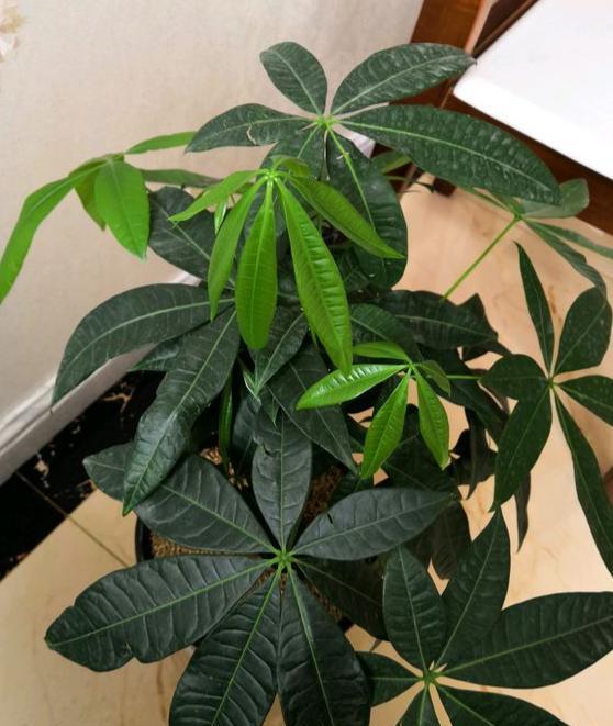 发财树怎样过冬，发财树冬天怎么养才能安全过冬（小花匠教你几个“技巧”）