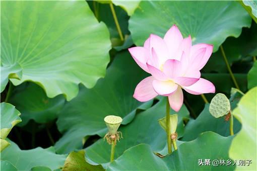 藕怎么种植方法，莲藕的种植技术（荷花种植方法是什么）