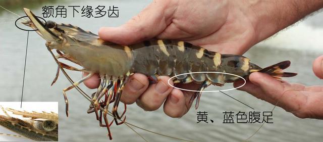 北极甜虾和普通虾的品种区别，如何鉴别对虾、罗氏虾、北极甜虾……一文解决“虾”认识