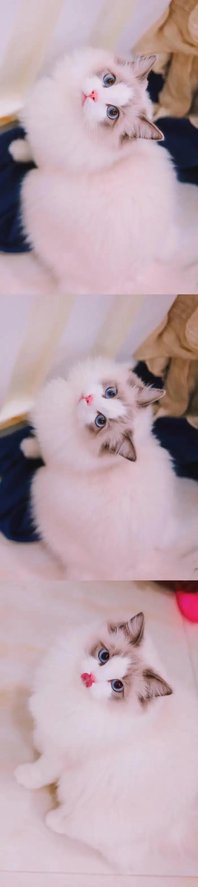 猫猫图片，我喜欢的样子你都有（宠物猫品种大全及图片）