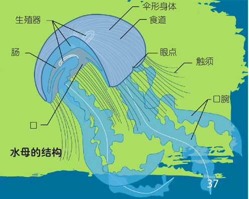 世界上最毒的水母，十种危险水母（澳大利亚箱形水母为什么会是全球最毒生物）