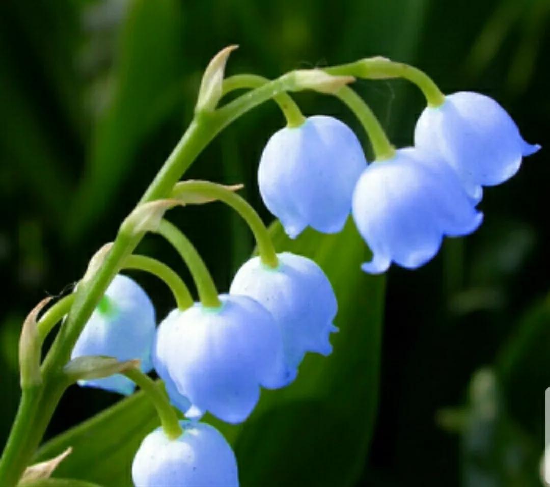 铃儿钉铛响(铃兰,铃铛花.你能分清吗?) - 彝家农业网