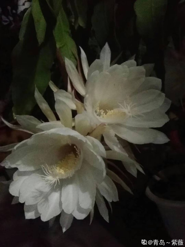 昙花的养殖方法，昙花怎么养护的方法（养护得好就能看到开放全过程）