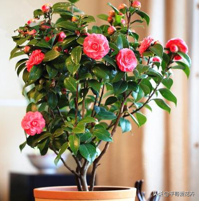 山茶花开花时间，山茶花养几年才开花（花苞多、开花也旺）