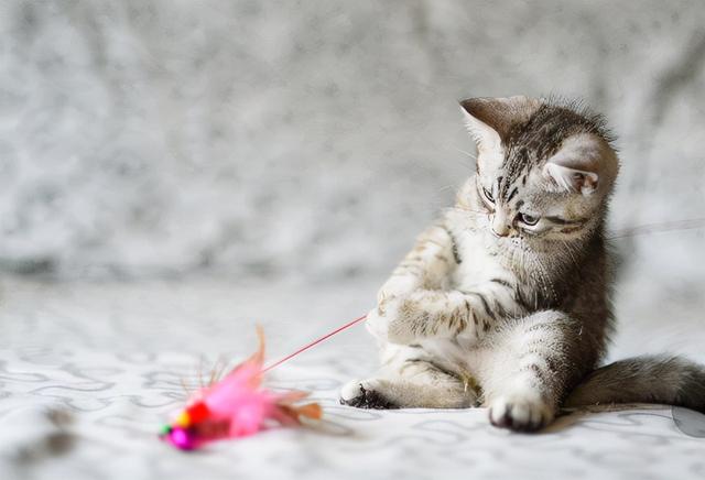 小猫怎么养，小猫怎么叫喵喵喵是什么歌（怎么养好一只小猫）