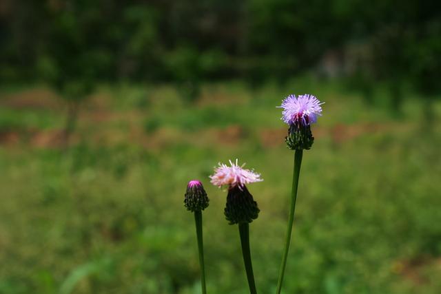 金牛座配对星座排名，金牛座配对排行（男女是这两种星座组合）