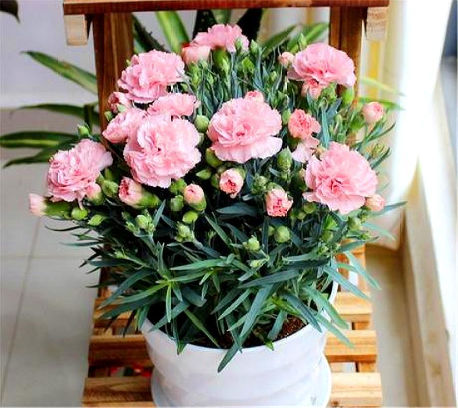 养盆栽康乃馨(这5点养护经验要知道,学会了枝叶繁茂,花开爆盆) - 彝家