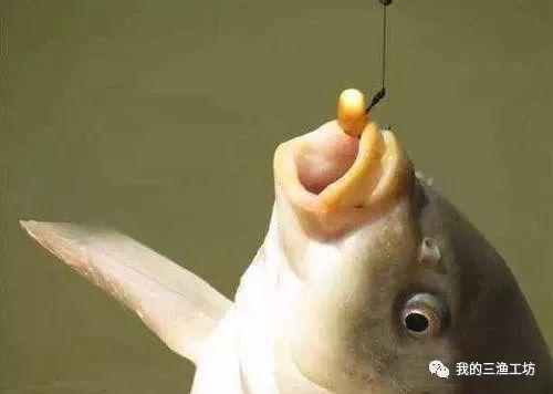 蚯蚓钓鱼最大忌讳，蚯蚓钓鱼最大忌讳是什么（蚯蚓钓鱼有什么技巧和禁忌）