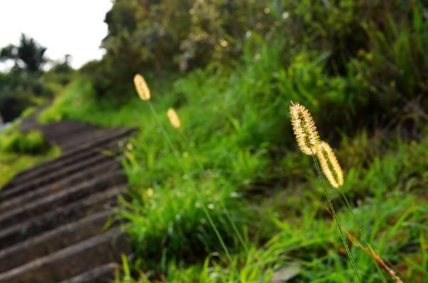 烦琐的意思，繁琐的意思是怎么解释（学汉字：“业精于勤荒于嬉）