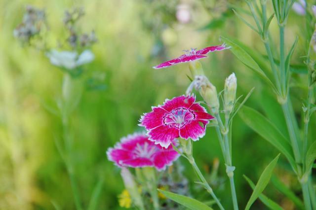 天堂鸟花语，天堂鸟花图片（你知道大自然中这些花的花语吗）