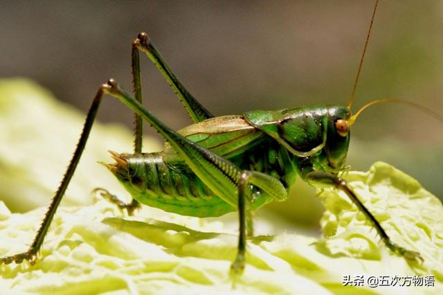 复眼的昆虫有哪些，复眼的昆虫有哪些七星瓢虫（螽斯科四大鸣虫）