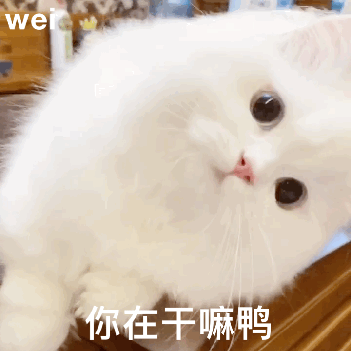​抖音上小狗舔屏壁纸设置攻略小狗舔屏动态壁纸，小狗壁纸ins可爱（搞笑GIF图：萌宠）