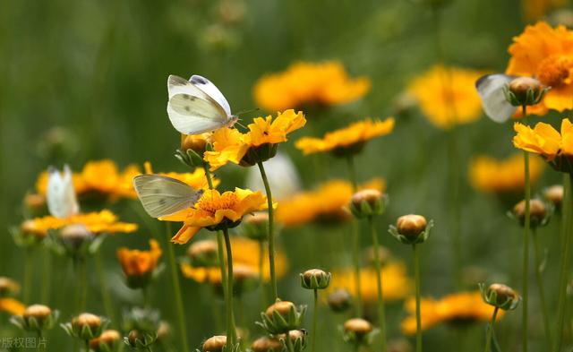 绝无仅有造句，绝无仅有怎么写（只有民族“的”）