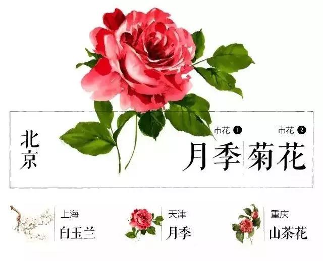 城市的市花有哪些花，关于全国各城市市花及意义