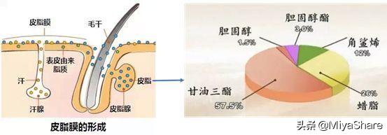 皮肤水油失衡，皮肤水油失衡怎么改善（外油内干”的有道理吗）