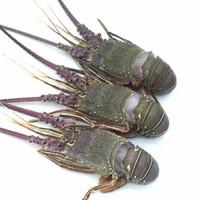 虾有多少品种，淡水虾有哪些品种（虾类双11购买攻略富山虾）